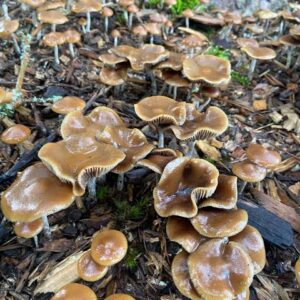 Buy Wavy caps Mushrooms Online