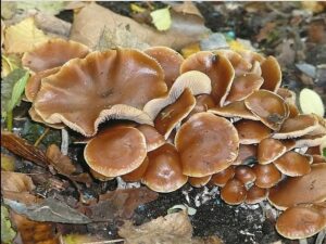 Buy Wavy caps Mushrooms Online