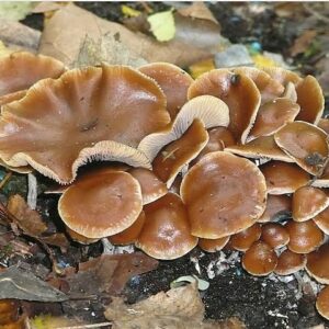 Buy Wavy caps Mushrooms Online