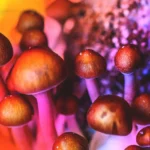 What Are Psychedelics?